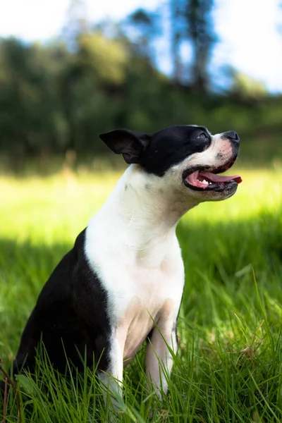 Een Schattige Witte Zwarte Franse Bulldog Zittend Het Gras Een — Stockfoto