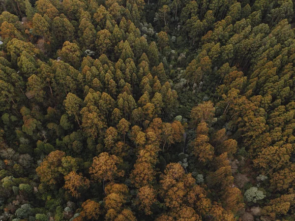 Egy Légi Kilátás Gyönyörű Fák Erdőben — Stock Fotó