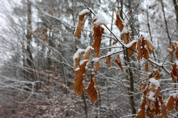 冬林干枯橡木叶的选择性集中拍摄 — 图库照片