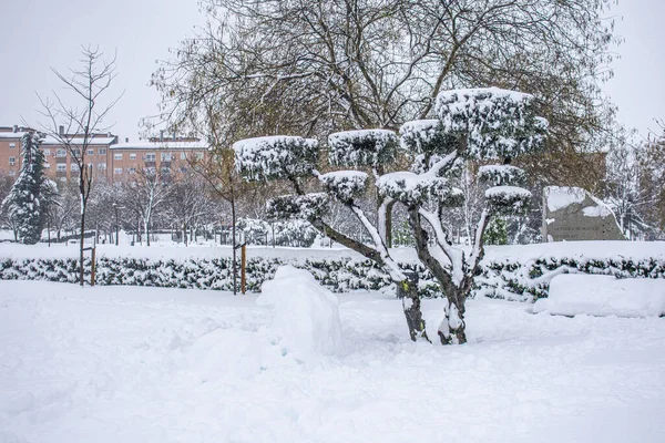 Uma Bela Árvore Coberta Neve Parque Completamente Coberto Neve — Fotografia de Stock