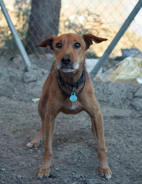 Avertical Shot Brown Dog Collar Dog Shelter — Stock Photo, Image