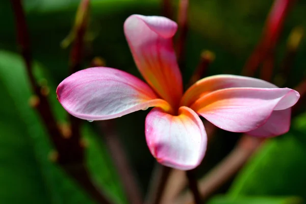 Ένα Κοντινό Πλάνο Ενός Ροζ Λουλουδιού Frangipani Plumeria — Φωτογραφία Αρχείου