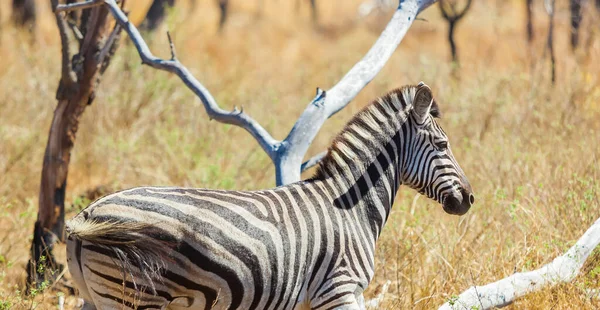 Güney Afrika Safari Yapan Güzel Bir Afrika Zebrası — Stok fotoğraf
