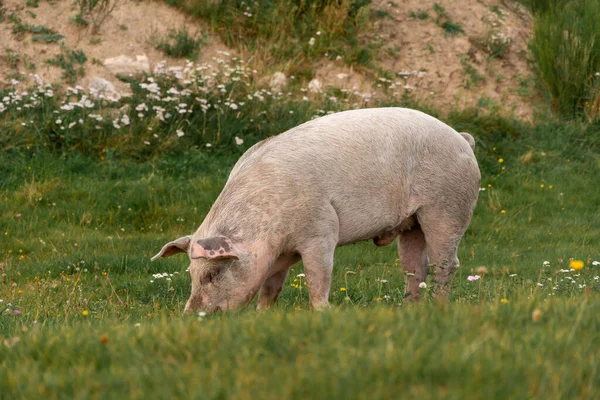 農場の豚が畑で草を食べる — ストック写真