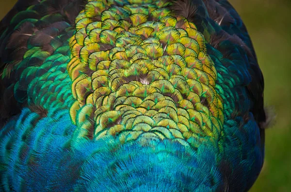 Ένα Κοντινό Πλάνο Όμορφων Και Πολύχρωμων Φτερών Παγώνι Πράσινο Φόντο — Φωτογραφία Αρχείου