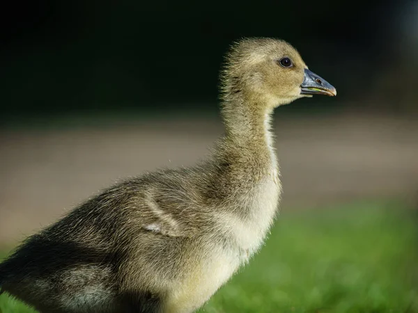 Bulanık Bir Arkaplanda Sevimli Bir Ördek Yavrusunun Yakın Çekimi — Stok fotoğraf