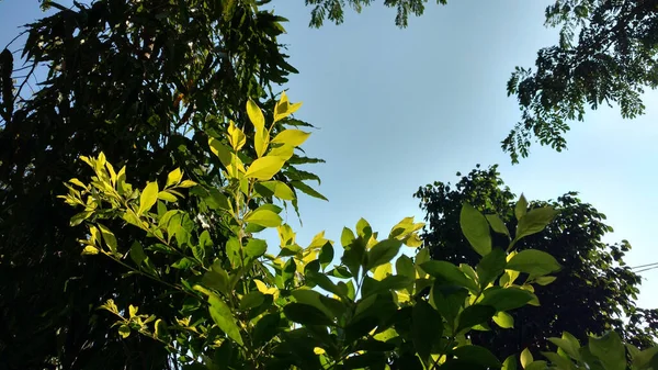 背景には青空の下での長閑な種田植物の薄紫色の葉とアショカの木 — ストック写真