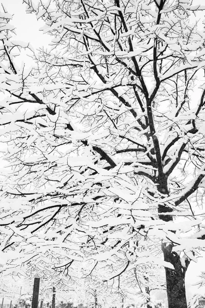 Tiro Escala Grises Abedules Cubiertos Nieve Durante Invierno Parque —  Fotos de Stock