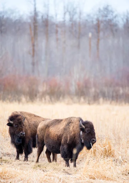 Deux Bisons Broutant Dans Une Prairie Côté Une Forêt Automne — Photo