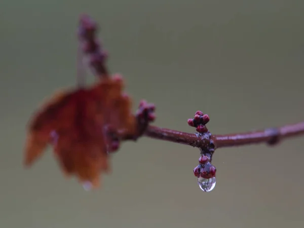 背景模糊的黄叶特写 — 图库照片