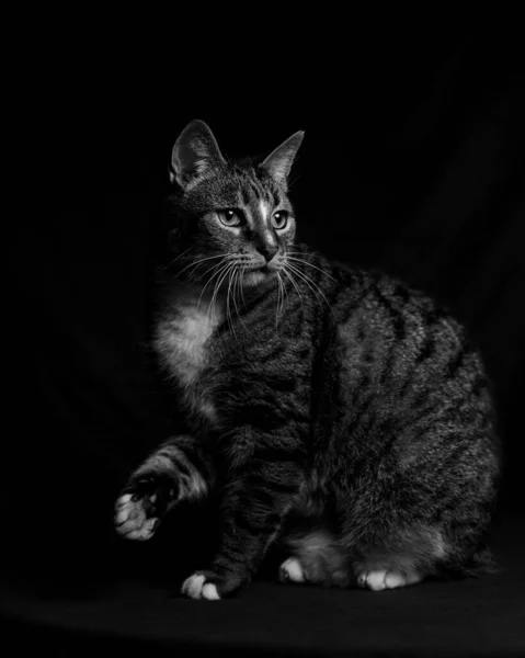 Tiro Escala Grises Gato Gruñón Sobre Fondo Negro — Foto de Stock