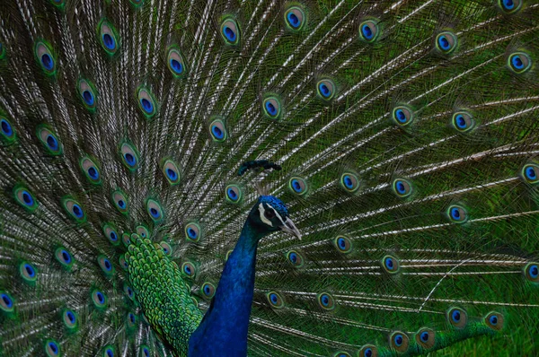 Closeup Shot Beautiful Elegant Peacock Green Grass — Stock Photo, Image