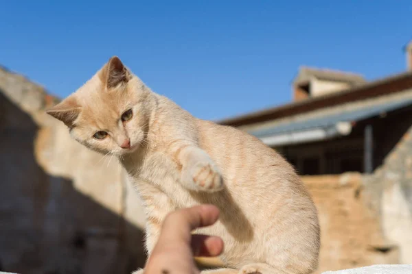 一只可爱的金猫 用人类的手指在阳光下玩耍 — 图库照片