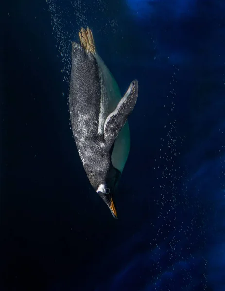 Tiro Vertical Pinguim Mergulhando Água Sob Luzes — Fotografia de Stock