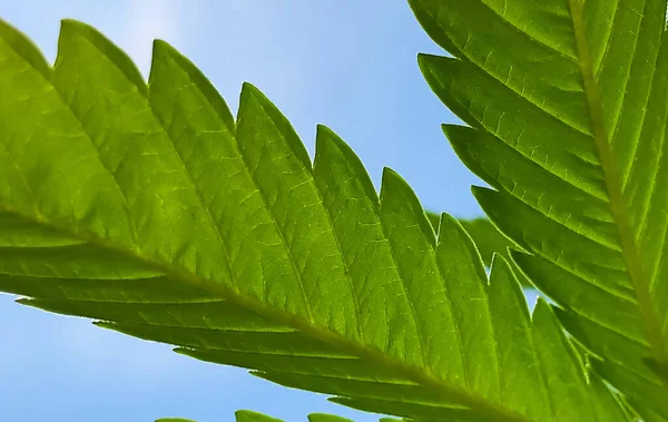 Närbild Cannabisblad Bac — Stockfoto