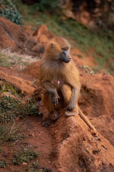 Een Selectieve Focus Shot Van Een Guinee Baviaan Een Dierentuin — Stockfoto