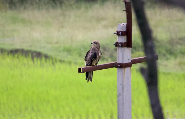 Oiseau Brun Assis Sur Une Colonne Pendant Journée — Photo