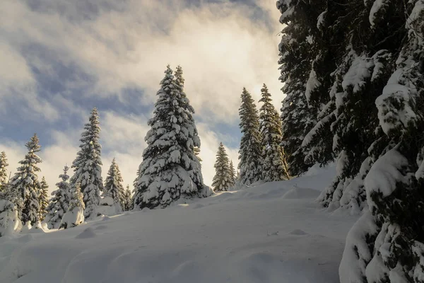 Güneşin Altında Karla Kaplı Bir Ağaç Manzarası Bulutlu Bir Gökyüzü — Stok fotoğraf