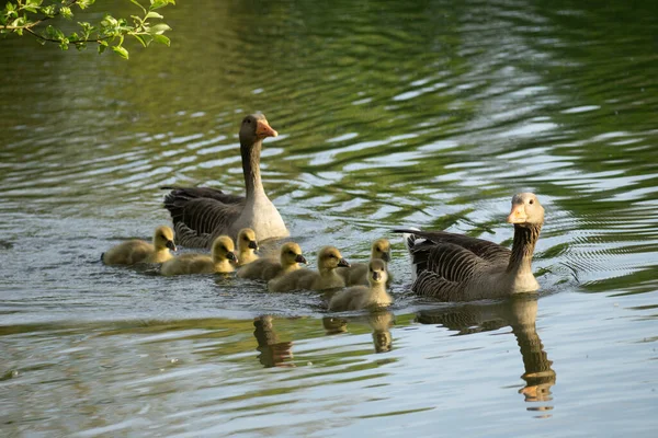 Zwei Gänse Mit Gösslingen Schwimmen Einem See — Stockfoto