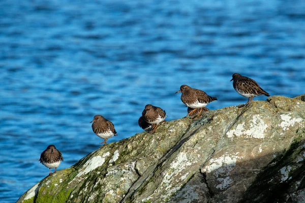 Μια Ομάδα Πουλιών Στην Λιμνοθάλασσα Esquimalt Στον Καναδά — Φωτογραφία Αρχείου