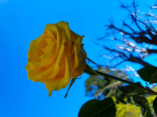 Tiro Close Uma Rosa Amarela Florescendo Sob Céu Brilhante — Fotografia de Stock