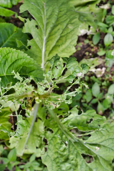 Gros Plan Vertical Une Feuille Plante Mangée Par Des Insectes — Photo