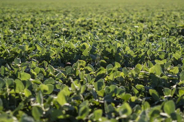 Eine Nahaufnahme Von Sojablättern Die Auf Einem Landwirtschaftlichen Feld Wachsen — Stockfoto