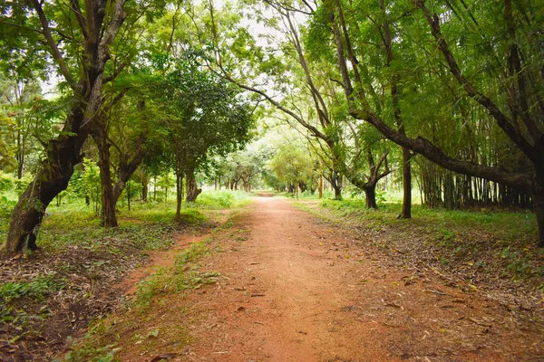 Een Weg Omringd Door Groene Bomen Het Park — Stockfoto
