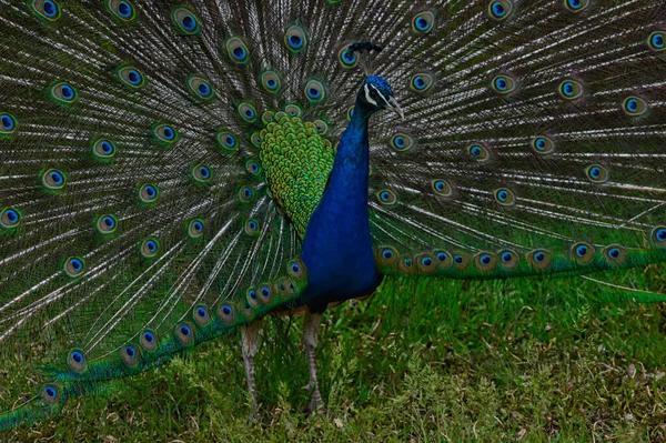 Eine Nahaufnahme Von Einem Schönen Und Eleganten Pfau Auf Einem — Stockfoto