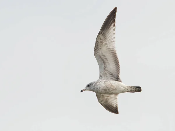 Uma Gaivota Voando Céu Azul — Fotografia de Stock