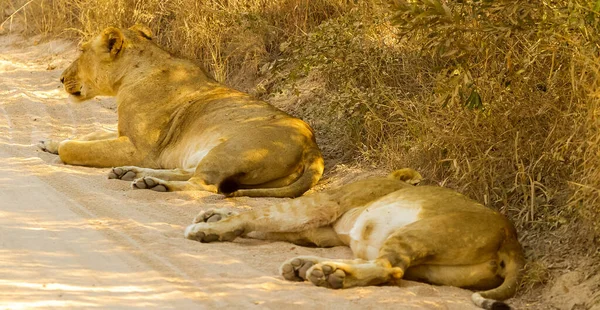 Eine Schöne Aufnahme Afrikanischer Löwen Südafrika — Stockfoto
