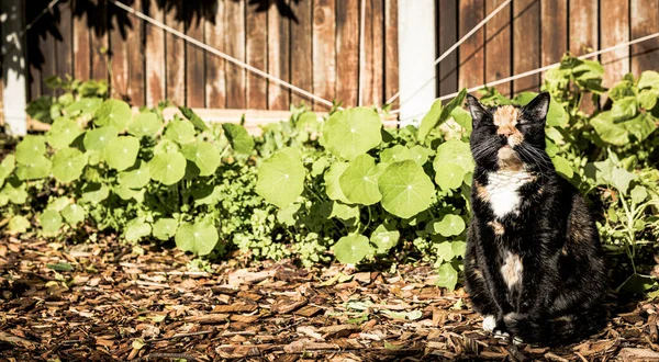 Gato Bonito Adorável Sentado Com Olhos Fechados Parque Luz Sol — Fotografia de Stock