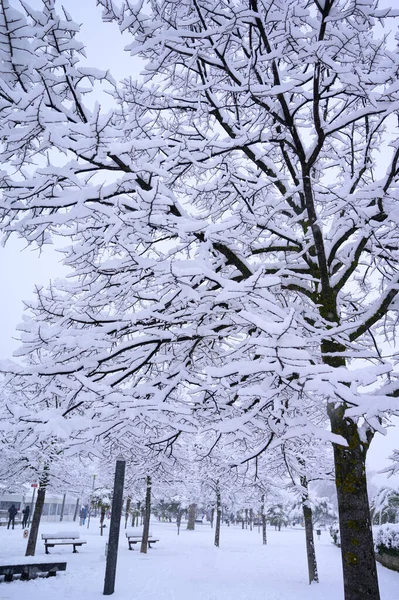 Colpo Verticale Betulle Coperte Neve Durante Inverno Nel Parco — Foto Stock