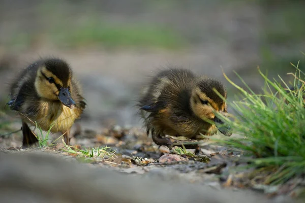 Closeup Shot Cute Ducklings Park — Stock Photo, Image