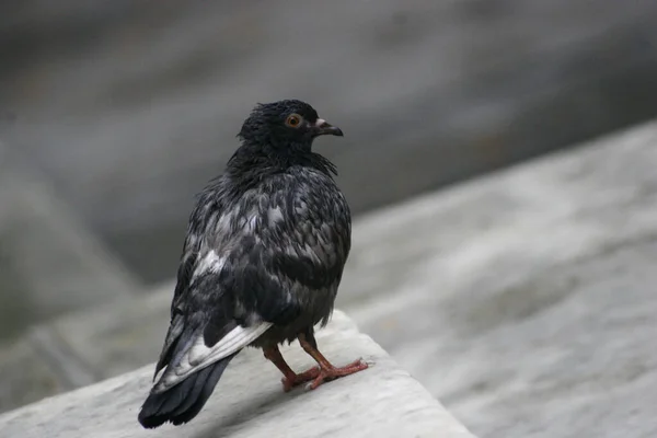 Eine Nahaufnahme Einer Schwarzen Taube Auf Verschwommenem Hintergrund — Stockfoto