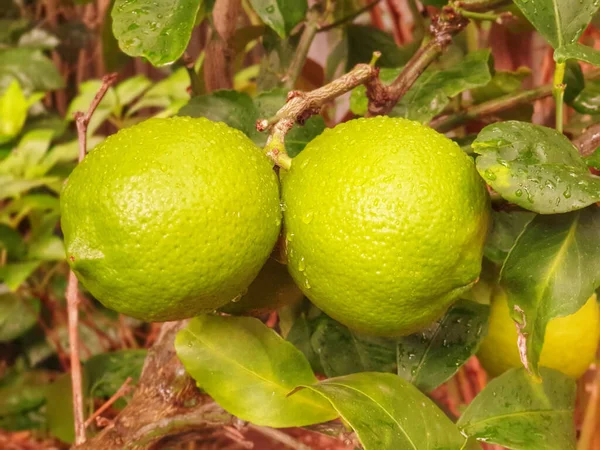 Closeup Shot Unripe Lemon Dewdrops Hanging Tree Backyard — Stock Photo, Image