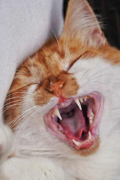 猫の垂直クループショットはあくびをする — ストック写真