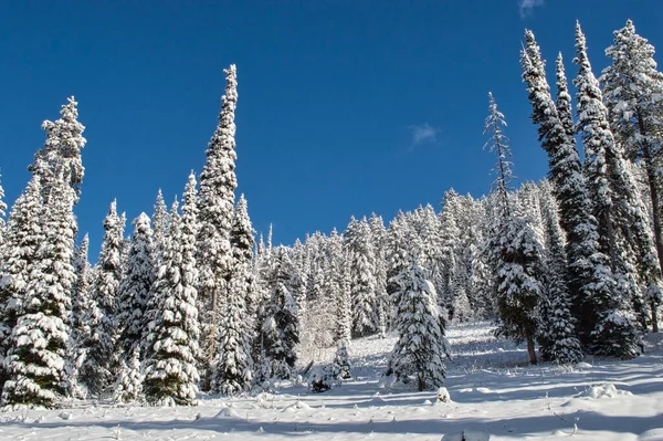 Eine Schöne Aufnahme Des Verschneiten Waldes Einem Wintertag — Stockfoto