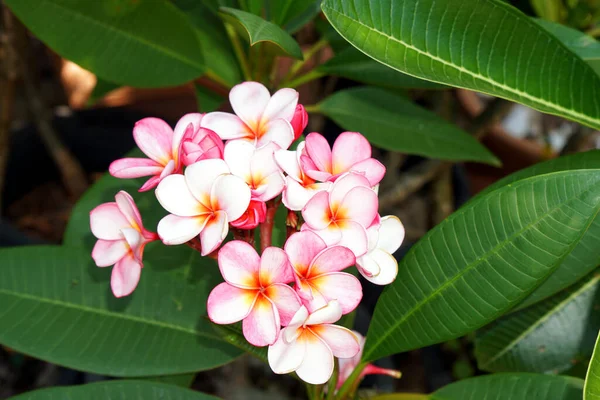 Selective Focus Closeup Pink Plumeria Flowers — Stock Photo, Image