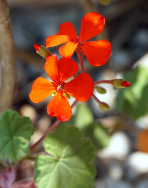 庭の美しい赤いゼラニウムの花の垂直閉鎖ショット — ストック写真
