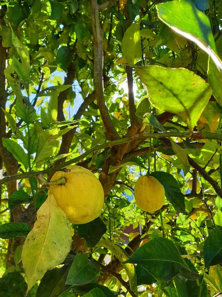 木の上に吊るされたレモンの垂直ショット — ストック写真