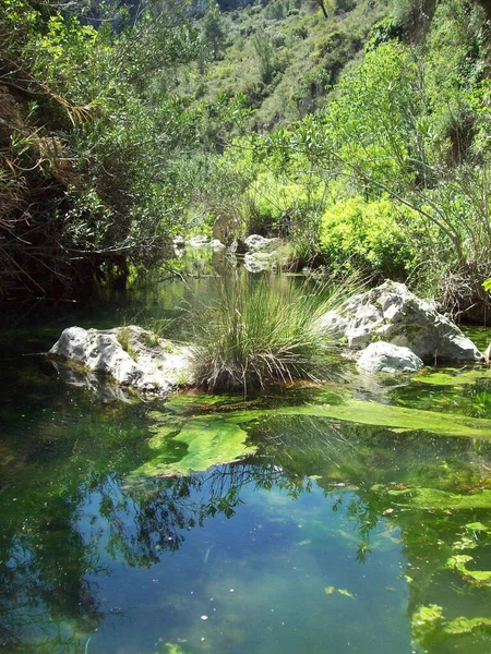 一条被绿树成荫环绕的河流的垂直截图 — 图库照片