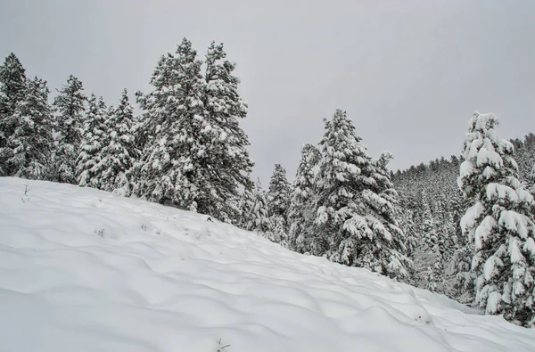 Eine Schöne Aufnahme Des Verschneiten Waldes Einem Wintertag — Stockfoto