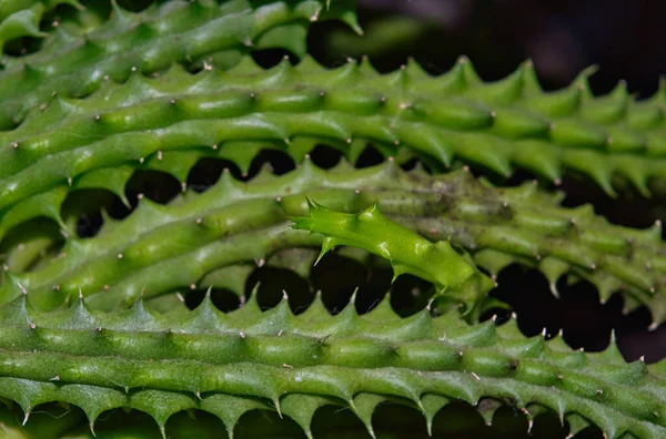 Selective Focus Shot Aloe Leaves — Stock Photo, Image