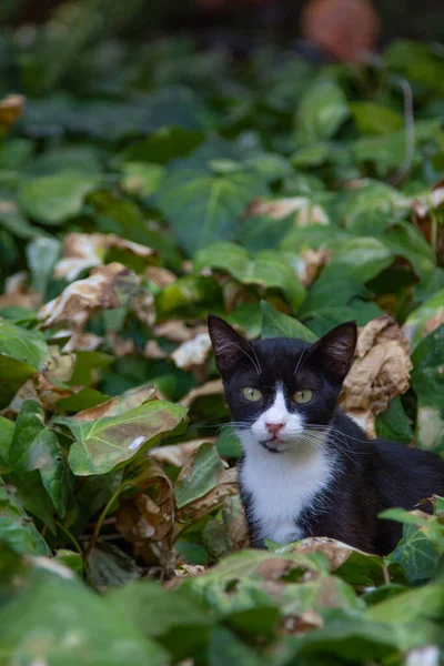 Pouliční Kočka Odpočívající Městském Parku — Stock fotografie
