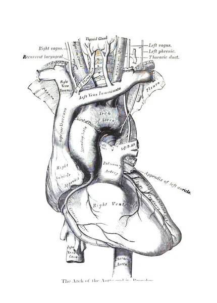 Struktura Ludzkiego Serca Atlasu Ludzkiej Anatomii Wyizolowanego Białym Tle — Zdjęcie stockowe