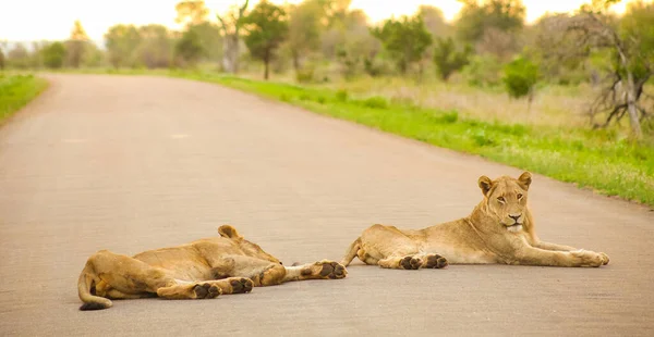 在阳光下 一群狮子躺在被绿叶环绕的路上 — 图库照片
