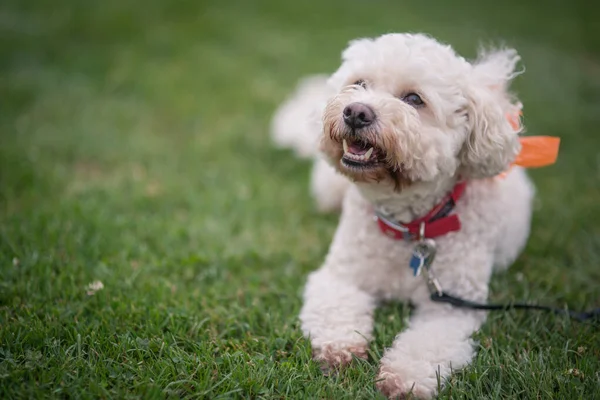 Een Close Shot Van Bichon Frise Rustend Een Grazige Gro — Stockfoto