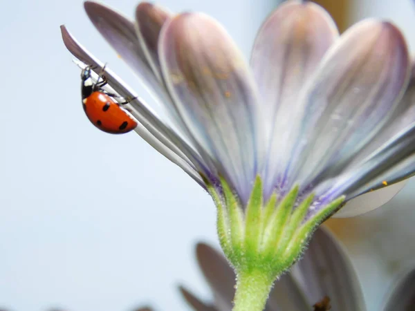 Una Macro Toma Una Mariquita Roja Sobre Pétalo Una Flor — Foto de Stock