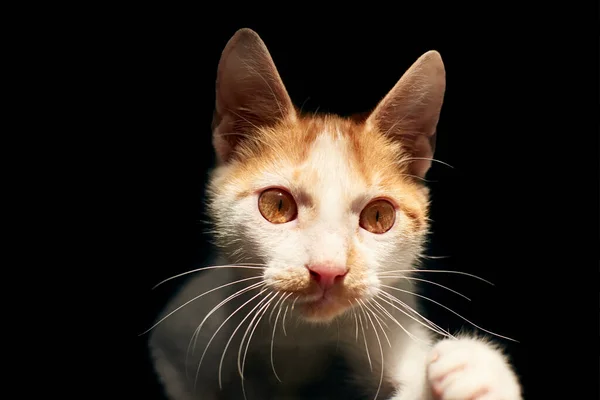 Retrato Adorable Gato Jengibre Bajo Las Luces Sobre Fondo Negro — Foto de Stock